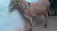 حماره نظيفه